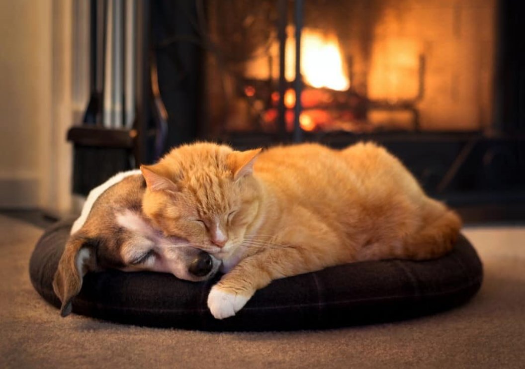 3 Simple Tips for Keeping Pets Safe Around the Fireplace